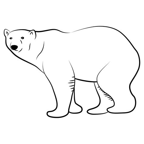 Polar Bear in Outline Sketch. 7768827 Vector Art at Vecteezy