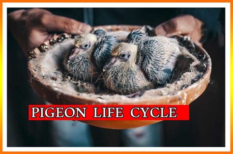 Pigeon Life Cycle - What Is Important To Know ? - Kabootar Parwari