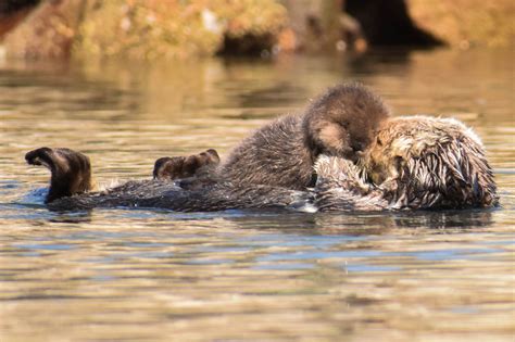 Sea Otters Share Their Habitat With What Other Important Organisms