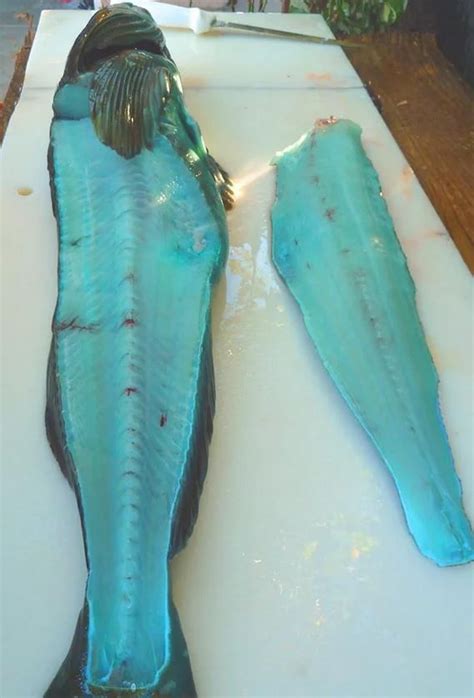 The Lingcod – The Only Fish With Blue Meat. How Does It Taste? | Fish ...