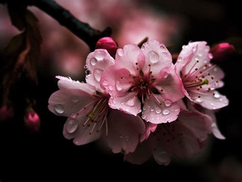 Cherry Blossom Meaning and Symbolism (Hope & Peace)