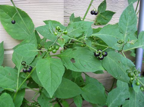 Capital Naturalist by Alonso Abugattas: Black Nightshade