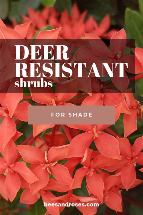 Deer Resistant Shrubs For Shade ~ Bees and Roses