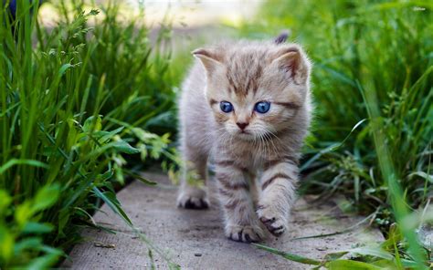 Cute Baby Cats Wallpapers - Wallpaper Cave