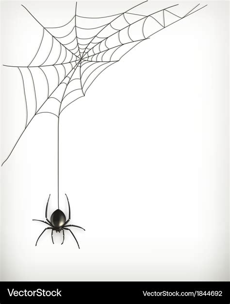 Spider web Royalty Free Vector Image - VectorStock