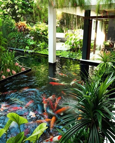 25 Best Plants for a Koi Pond that You Must Grow