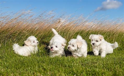 Maltese Poodle Mix – The Ultimate Guide to the Mighty Maltipoo | All ...