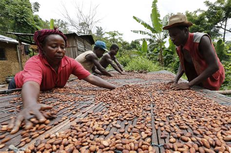 Ghana’s Cocoa Board Seeks to Reassure Traders, Investors - WSJ