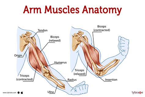 Upper Arm Muscles Diagram