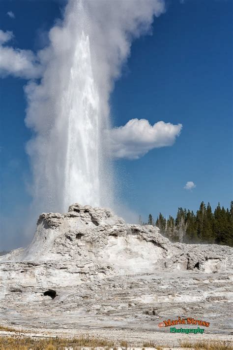 Photograph Yellowstone's Upper Geyser Basin| Maria Struss Photography