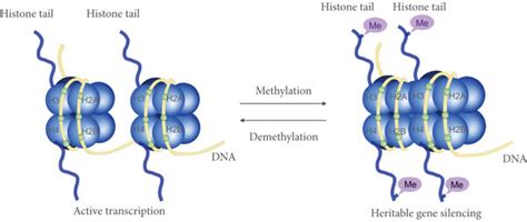 Histone Structure