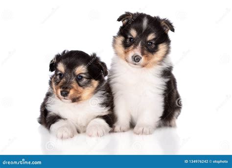 Cute Sable Sheltie Puppies - Sheltie Welpe Sable Shetland Sheepdog 7 ...