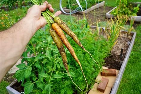 How To Germinate Carrot Seeds Fast - Planting Carrot Seeds - Geeky ...