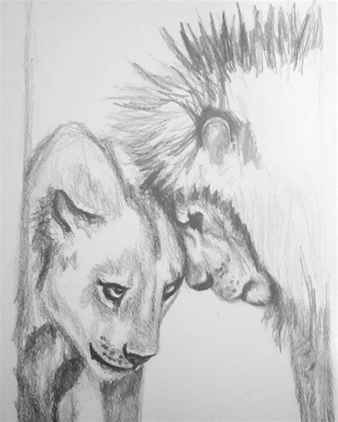 Lion And Lioness Drawing at PaintingValley.com | Explore collection of ...