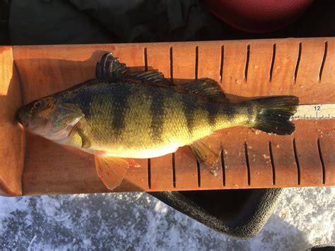 Our Picks - Outdoor Minnesota Fishing Reports - Hunting Forum - Ice Fishing