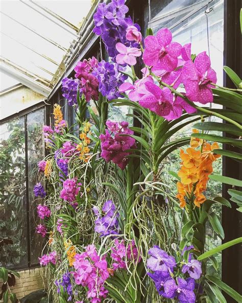 Just 14 Pictures Of The Kew Gardens Orchids Festival Looking On Point ...