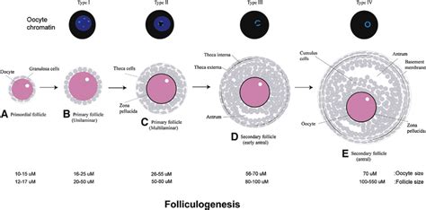 Summary of oocyte growth and folliculogenesis. Oocyte and follicle ...