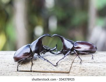 Image Male Rhinoceros Beetle Fighting On Stock Photo 334378925 ...