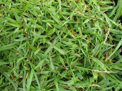 Types Of Zoysia Grass Varieties | Images and Photos finder