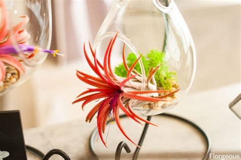 4 Types of Epiphytic Plants You Can Grow | Florgeous