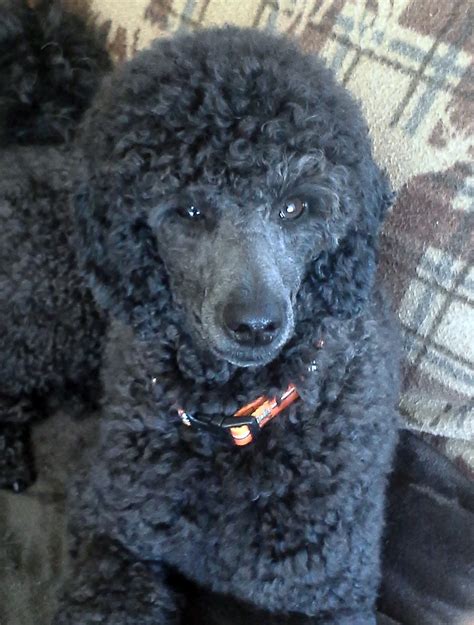 The Blue Poodle Thread - Page 8 - Poodle Forum - Standard Poodle, Toy ...