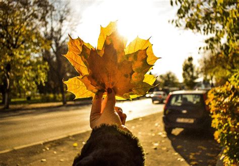 Free stock photo of art, fall leaves, nature photography