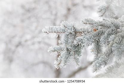 Hoar Frost Formation Photos and Images | Shutterstock