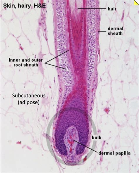 Anatomy Of The Hair Follicle - ANATOMY