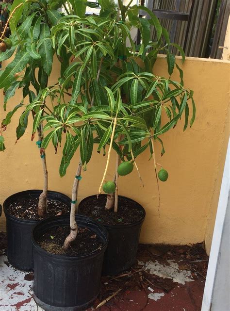 Yard, Garden & Outdoor Living Trees Coconut Cream Mango Tree 3 Gal ...