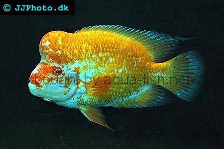 Midas Cichlid Care Guide: Diet, Breeding, Tank Setup, and Lifespan