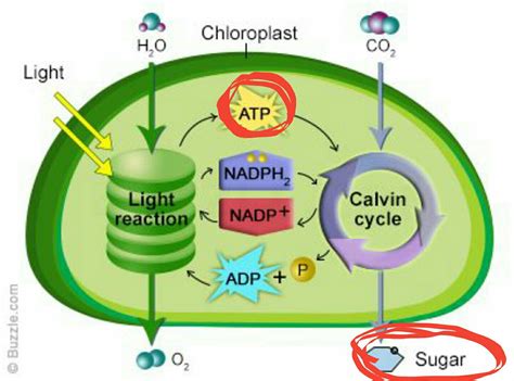 cellular respiration - Why is ATP produced in photosynthesis used to ...