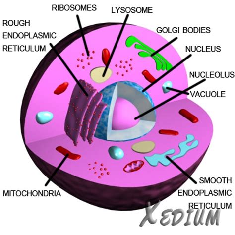 3d Animal Cell Model Labeled