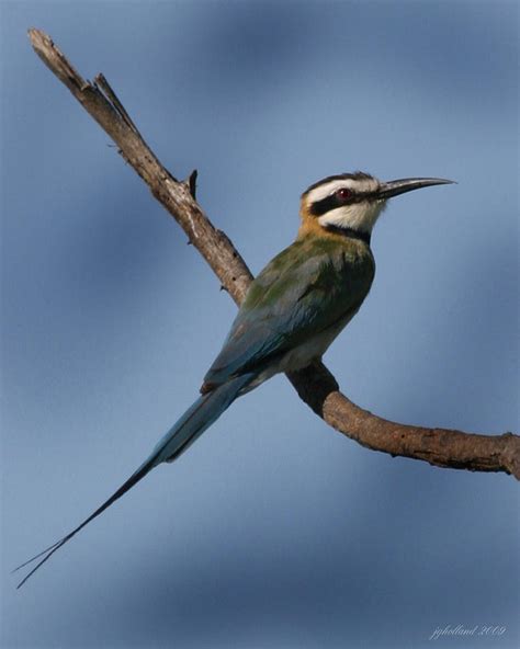 African Bee Eater Photograph by Joseph G Holland