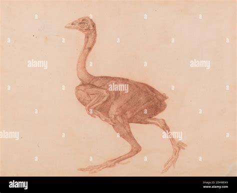 Hen anatomy hi-res stock photography and images - Alamy