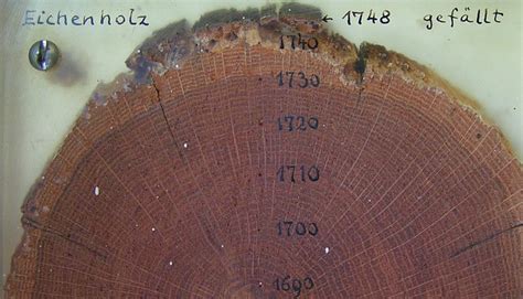 Dating Methods Dendrochronology – Telegraph