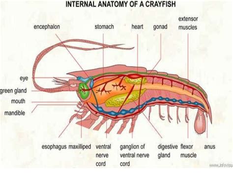 Anatomy Of Arthropods