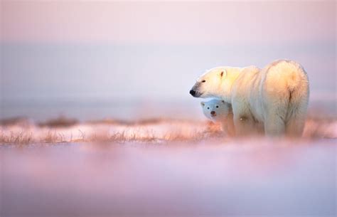 Photo Expeditions to the Canadian Arctic, a vast land of islands