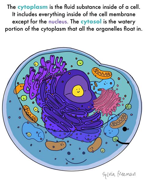 Cytoplasm — Structure & Function - Expii