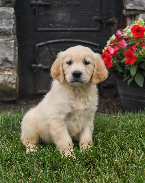 Golden Retriever Puppies for Sale in Fort-Drum, NY | Lancaster Puppies