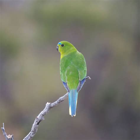 Orange-bellied parrot — DIFFICULT BIRD RESEARCH GROUP