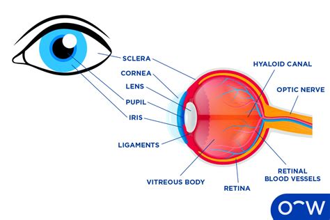 Human Eye Anatomy Parts Of The Eye Labeled Vector Image, 44% OFF