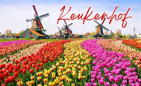 Vườn hoa Keukenhof Hà Lan - Ngắm nhìn vẻ đẹp của hoa Tulip