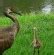 Florida Sandhill Cranes - Photo Essay > What Boundaries? Live Your Dream!