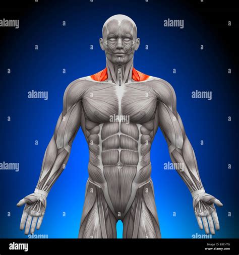 Trapezius Muscle Diagram