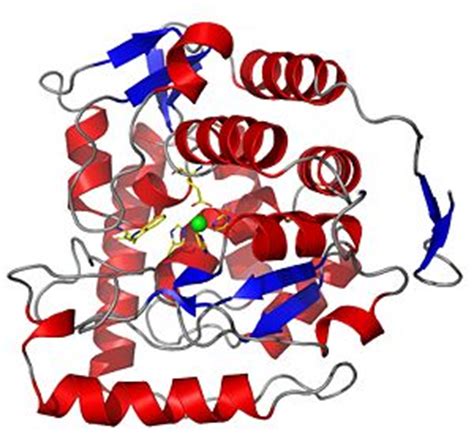 Tryptophan hydroxylase 1 with bound tryptophan - Proteopedia, life in 3D