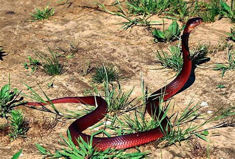 Red Spitting Cobra Facts and Pictures | Reptile Fact