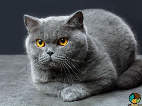 British Shorthair Cat Breed | UKPets