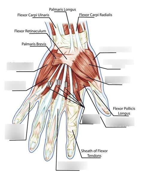 palmar hand muscles Diagram | Quizlet