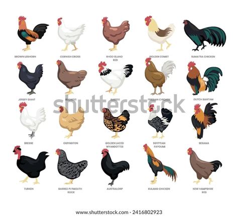 Different Types Chicken Set Collection Breeds Stock Vector (Royalty ...