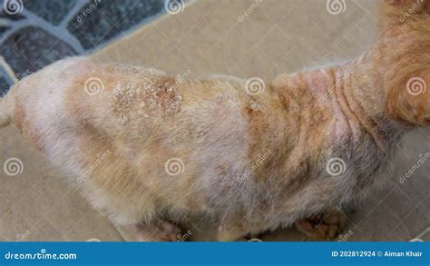 Close Up of Ringworm, Skin Fungal Infection at the Back of a Stray ...